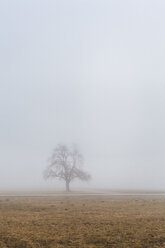 Slovenia, Begunje na Gorenjskem, rural area, lonely tree and fog in a winter day - FLMF00107