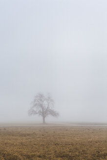 Slowenien, Begunje na Gorenjskem, ländliche Gegend, einsamer Baum und Nebel an einem Wintertag - FLMF00107