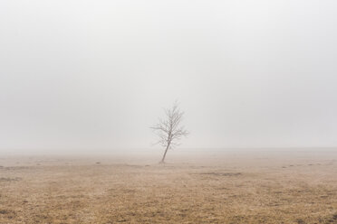 Slowenien, Begunje na Gorenjskem, ländliche Gegend, einsamer Baum und Nebel an einem Wintertag - FLMF00108