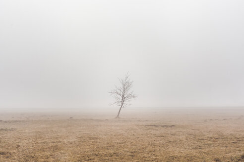 Slowenien, Begunje na Gorenjskem, ländliche Gegend, einsamer Baum und Nebel an einem Wintertag - FLMF00108