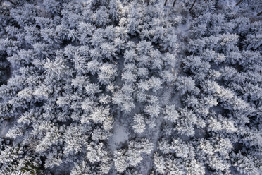Deutschland, Baden-Württemberg, Rems-Murr-Kreis, Schwäbischer Wald, Luftaufnahme eines Waldes im Winter - STSF01829