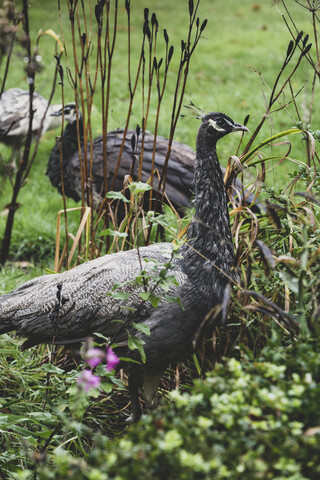 Nahaufnahme von zwei Pfauen in einem Garten., lizenzfreies Stockfoto