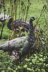 Close up of two peafowl in a garden. - MINF10056