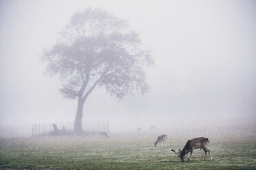 Hirsche im Park an einem nebligen Morgen, Baum im Hintergrund. - MINF10058