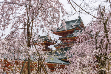 Kirschblüten über dem Heian Jingu Shinto-Schrein, Kyoto, Japan. - MINF10083