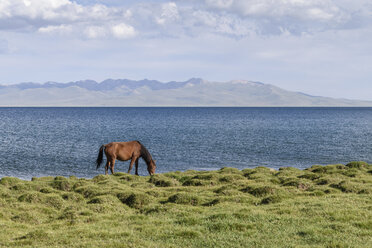 Horse grazing near a lake in Song kul, Kyrgyzstan. - MINF10096