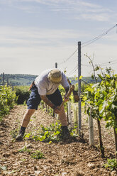 Ein Mann steht in einem Weinberg zwischen den Rebzeilen und bearbeitet den Boden mit einer Axt. - MINF10140