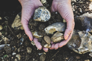 High angle close up of hands holding bunch of pebbles and soil at a vineyard, with flints and light draining soil. - MINF10143
