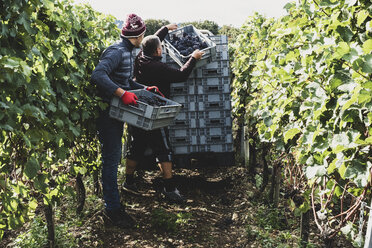 Two men standing in a vineyard, harvesting bunches of black grapes, stacking grey plastic crates. - MINF10144