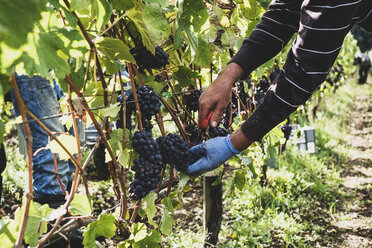 Ein Mann steht in einem Weinberg und erntet Trauben von schwarzen Trauben. - MINF10146