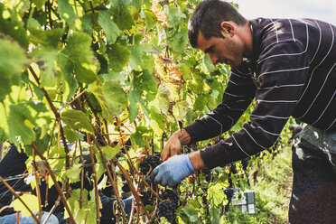 Ein Mann steht in einem Weinberg und erntet Trauben von schwarzen Trauben. - MINF10147