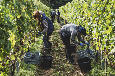 Group of people standing in a vineyard, harvesting bunches of black grapes. - MINF10148