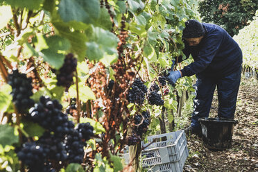 Eine Frau beugt sich in einem Weinberg und erntet Trauben schwarzer Trauben. - MINF10149