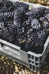 High angle close up of stack of grey plastic crated with freshly picked black grapes at a vineyard. - MINF10152