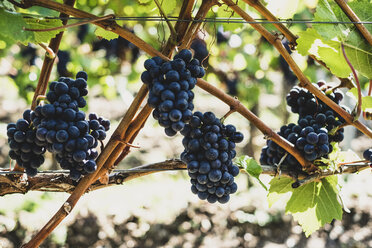 Close up of bunches of black grapes on a vine. - MINF10153