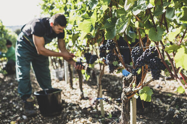 Man standing in a vineyard, harvesting bunches of black grapes. - MINF10155