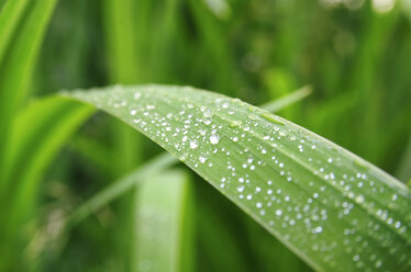 Dew drops on leaf, close-up - ALEF00089