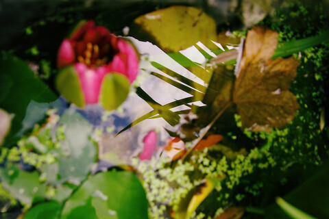 Seerose im Teich, lizenzfreies Stockfoto