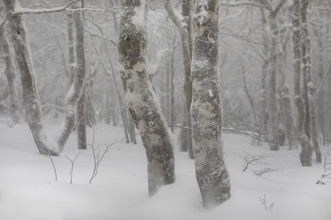 France, Alsace, Nature reserve Frankenthal-Missheimle, snow-covered tree trunks stock photo