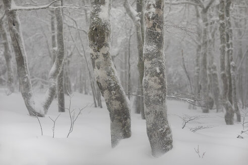 France, Alsace, Nature reserve Frankenthal-Missheimle, snow-covered tree trunks - SGF02221