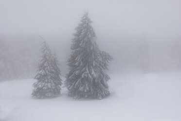 Frankreich, Elsass, Naturschutzgebiet Frankenthal-Missheimle, schneebedeckte Tannen bei Nebel - SGF02222