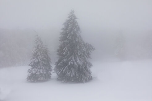 Frankreich, Elsass, Naturschutzgebiet Frankenthal-Missheimle, schneebedeckte Tannen bei Nebel - SGF02222