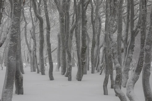 France, Alsace, Nature reserve Frankenthal-Missheimle, snow-covered tree trunks - SGF02224