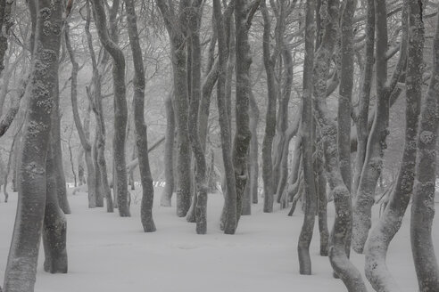 Frankreich, Elsass, Naturschutzgebiet Frankenthal-Missheimle, schneebedeckte Baumstämme - SGF02224