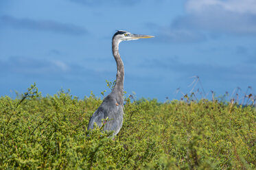 USA, Florida, Florida Keys, Dry Tortugas National Park, Great Blue Heron - RUNF01022