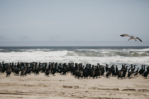 Namibia, Walvis Bay, Namib-Naukluft-Nationalpark, Vogelkolonie am Meer - LHPF00426