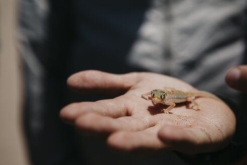 Namibia, Walvis Bay, gecko on woman's hand in Namib-Naukluft National Park - LHPF00428