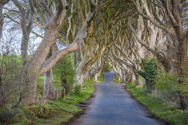 UK, Northern Ireland, beech tree avenue Dark Hedges - RUNF01033