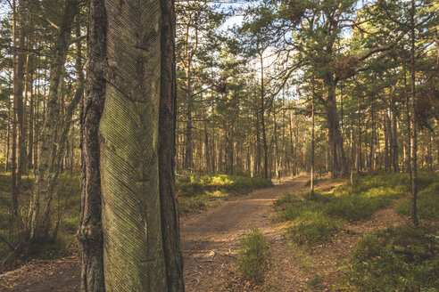 Deutschland, Mecklenburg-Vorpommern, Darss, Waldweg und Kiefern mit Einschnitten zum Anzapfen von Harz - KEBF01047