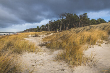 Germany, Mecklenburg-Western Pomerania, Darss, Ahrenshoop, West beach - KEBF01059