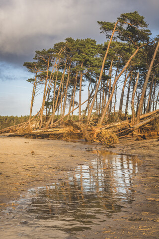 Deutschland, Mecklenburg-Vorpommern, Darss, Ahrenshoop, Weststrand, entwurzelte Bäume, lizenzfreies Stockfoto