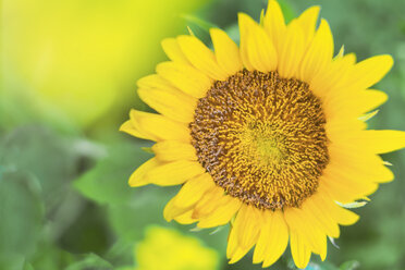 Sunflower, close-up - MMAF00793