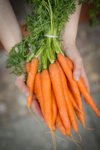 Hands holding bunch of carrot stock photo