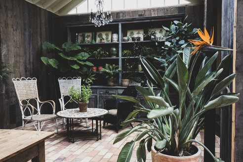 Garden room with vintage wicker chairs and table and a selection of indoor plants in terracotta pots on wooden shelves. - MINF10200