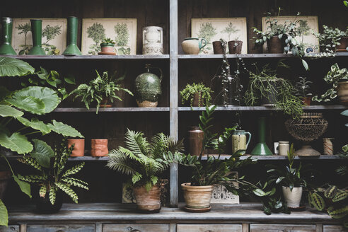 Selection of indoor plants in terracotta pots on wooden shelves. - MINF10202