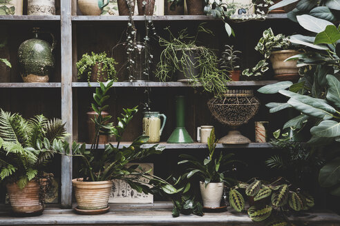Selection of indoor plants in terracotta pots on wooden shelves. - MINF10203