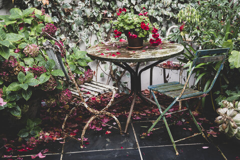 Rote Pelargonien auf einem alten Tisch im Garten, zwei rostige Klappstühle und eine Hortensie im Blumentopf., lizenzfreies Stockfoto