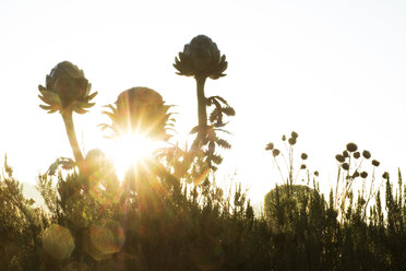 Nahaufnahme von Kugelartischocken im Garten bei Sonnenaufgang. - MINF10339