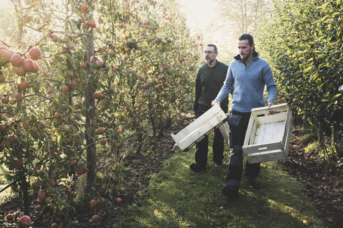 Zwei Männer gehen mit Holzkisten durch eine Apfelplantage, Apfelernte im Herbst. - MINF10342