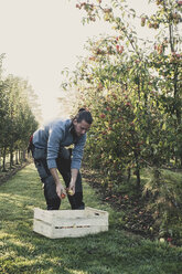 Man standing in apple orchard, picking apples from tree. Apple harvest in autumn. - MINF10344