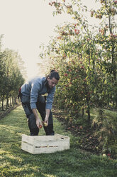 Mann steht im Apfelgarten und pflückt Äpfel vom Baum. Apfelernte im Herbst. - MINF10344