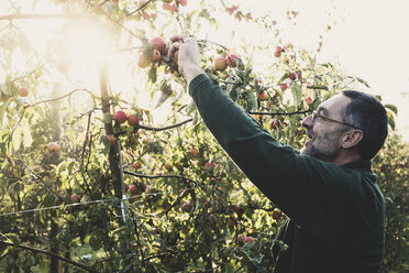 Mann steht im Apfelgarten und pflückt Äpfel vom Baum. Apfelernte im Herbst. - MINF10345