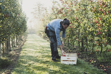 Mann steht im Apfelgarten und pflückt Äpfel vom Baum. Apfelernte im Herbst. - MINF10347