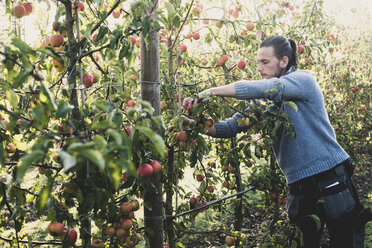 Mann steht im Apfelgarten und pflückt Äpfel vom Baum. Apfelernte im Herbst. - MINF10348