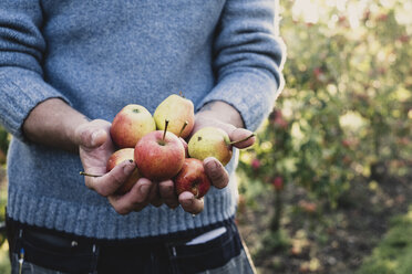 Nahaufnahme eines Mannes, der in einer Apfelplantage steht und frisch gepflückte Äpfel in der Hand hält. Apfelernte im Herbst. - MINF10349