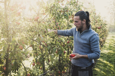 Man standing in apple orchard, picking apples from tree. Apple harvest in autumn. - MINF10350